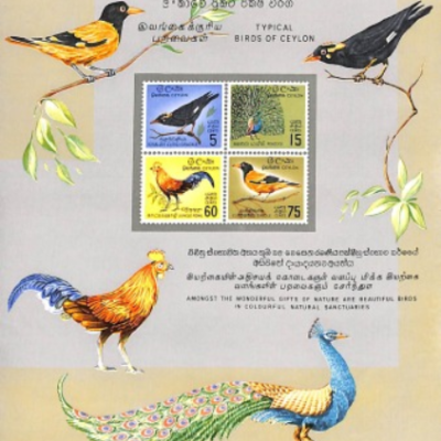 Typical Birds of Ceylon